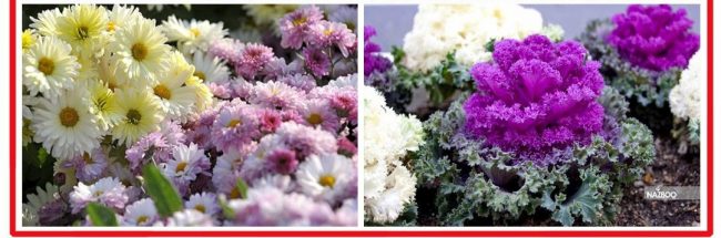 کاشت گل پاییزی۱